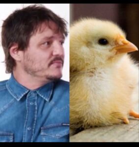 Pedro Pascal Baby Chicken