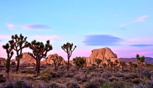 Joshua Tree National Park